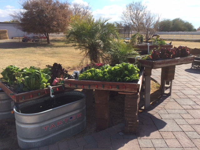 Adam's Aquaponics Garden