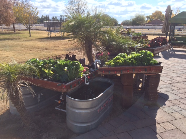 Koi tank and sump tanks