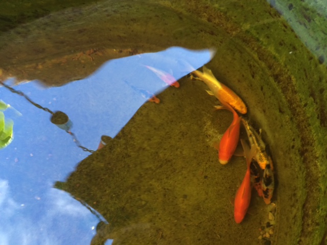 Koi in Aquaponics Tank