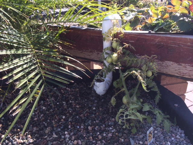 Modified Venturi Gravity Siphon