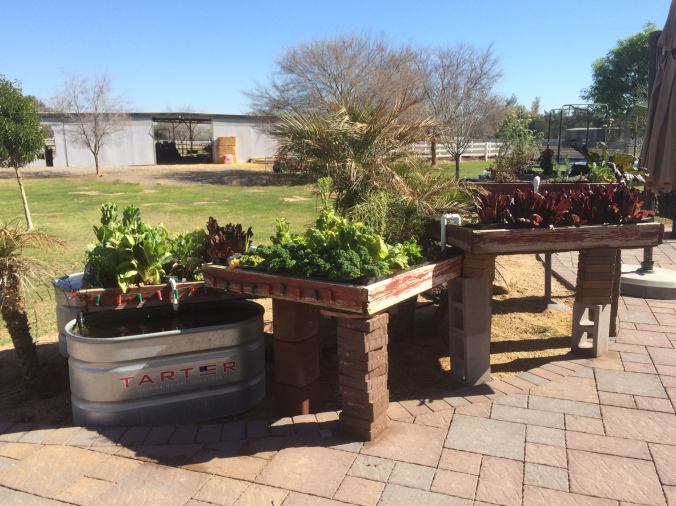 Aquaponics Garden Feb 2015